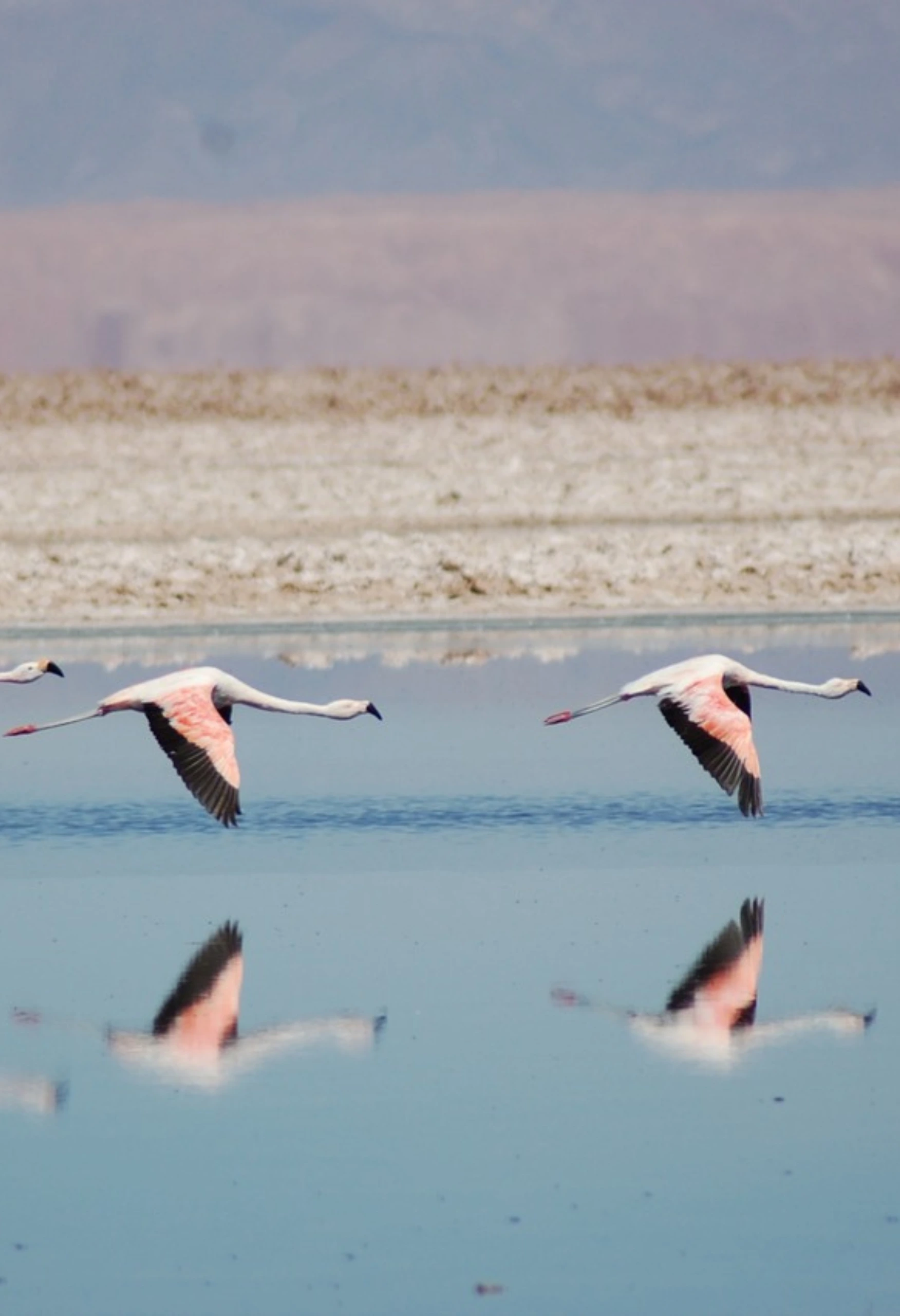 Design sem nome (16)